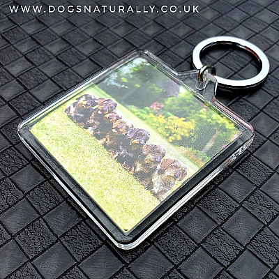 Dachshund Keyring (Square) Wirehaired
